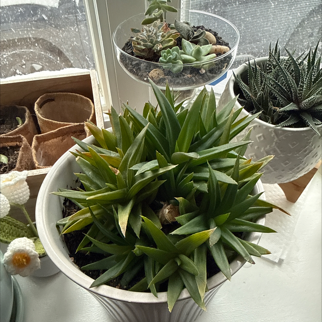 Photo of the plant species Aloe Black Gem by @SelectTormentil named Achilles on Greg, the plant care app