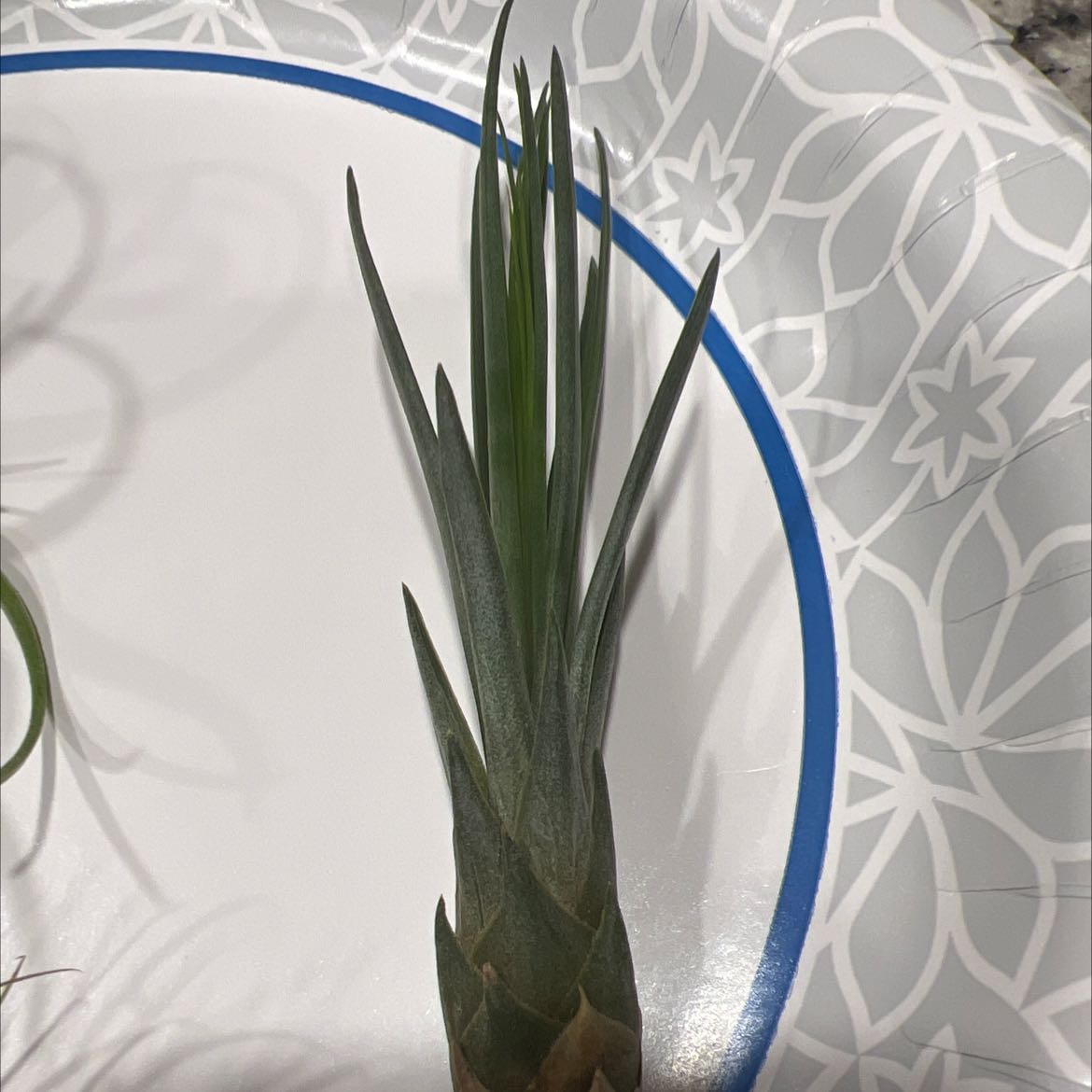 Tillandsia Juncea plant on a patterned plate, appears healthy.