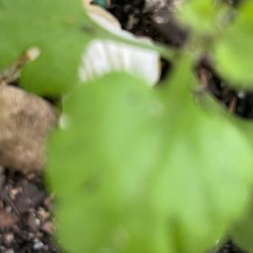 Photo of the plant species Australian Violet by @PoisedGreen7 named Coco on Greg, the plant care app