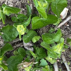 Photo of the plant species Smooth Yellow Violet by @PoisedGreen7 named Daphne on Greg, the plant care app