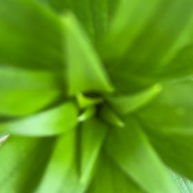 Photo of the plant species Andrews Clintonia by @PoisedGreen7 named Miley on Greg, the plant care app