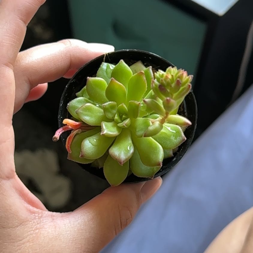 Photo of the plant species Sedeveria Markus by @WinSainfoin92 named Miley on Greg, the plant care app