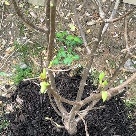 Photo of the plant species Lilac 'Miss Canada' by @NovelSuriana38 named Daphne on Greg, the plant care app