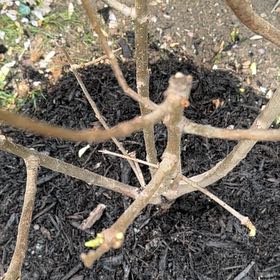 Photo of the plant species Lilac 'Miss Canada' by @NovelSuriana38 named Aria on Greg, the plant care app