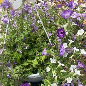 Photo of the plant species Petunia 'Supertunia Tiara Blue' by @TryNoni28 named Baby B on Greg, the plant care app