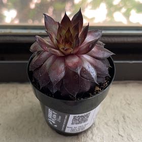 Photo of the plant species Sempervivum Red Heart by @ChiefLeafcelery named Mandrake on Greg, the plant care app