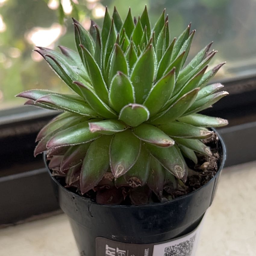 Photo of the plant species Assorted Hens and Chicks by @ChiefLeafcelery named Alice Jr on Greg, the plant care app