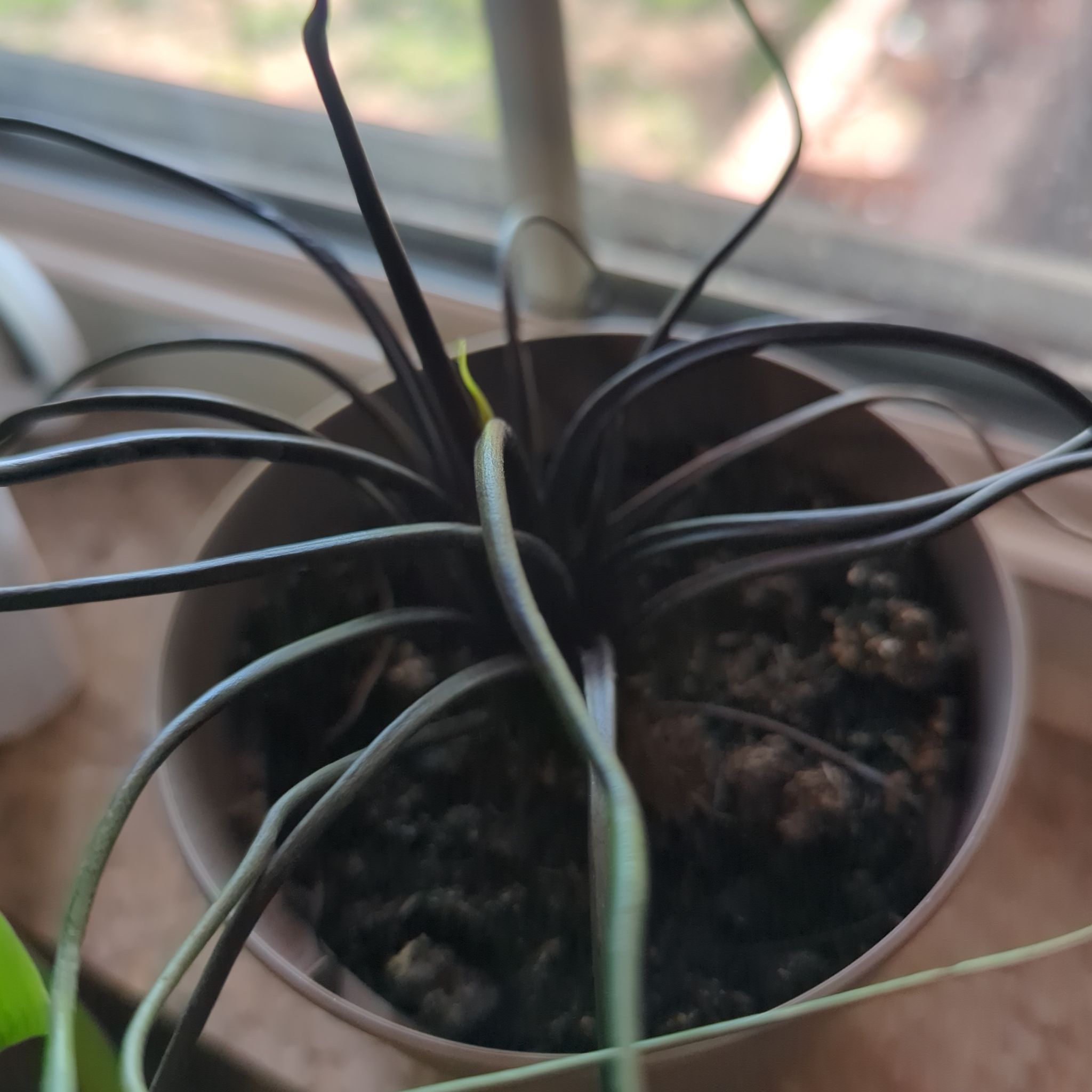 Photo of the plant species Alocasia 'Mythic Tentacular' by @VastCucumber49 named Luna on Greg, the plant care app