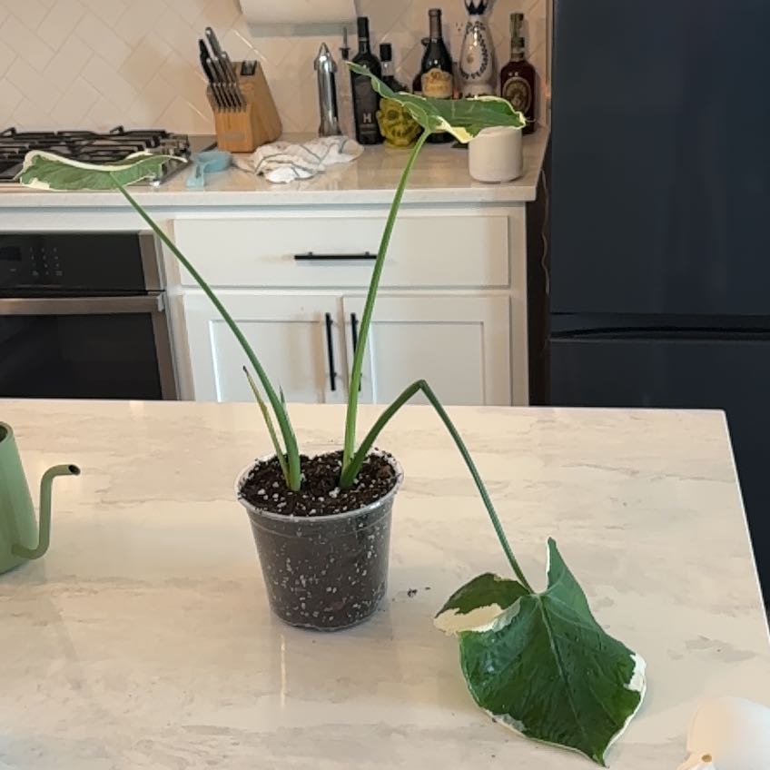 Photo of the plant species Mickey Mouse Alocasia by @LucentWeed named ChloroPhil on Greg, the plant care app