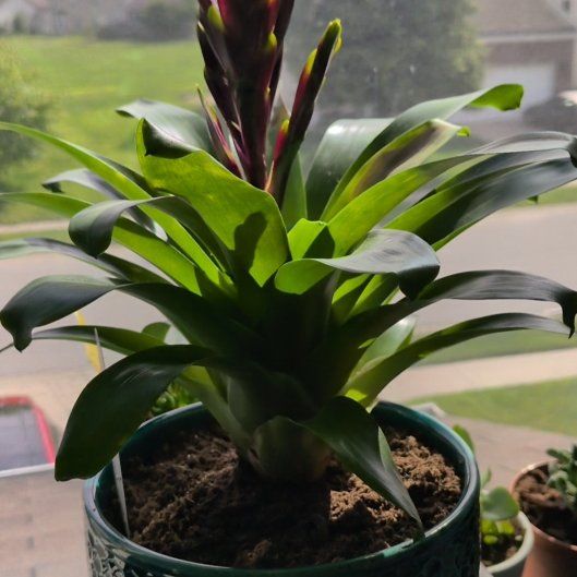 Photo of the plant species Vriesea Carinata by @CrochetCrock named The Infernal Forge on Greg, the plant care app