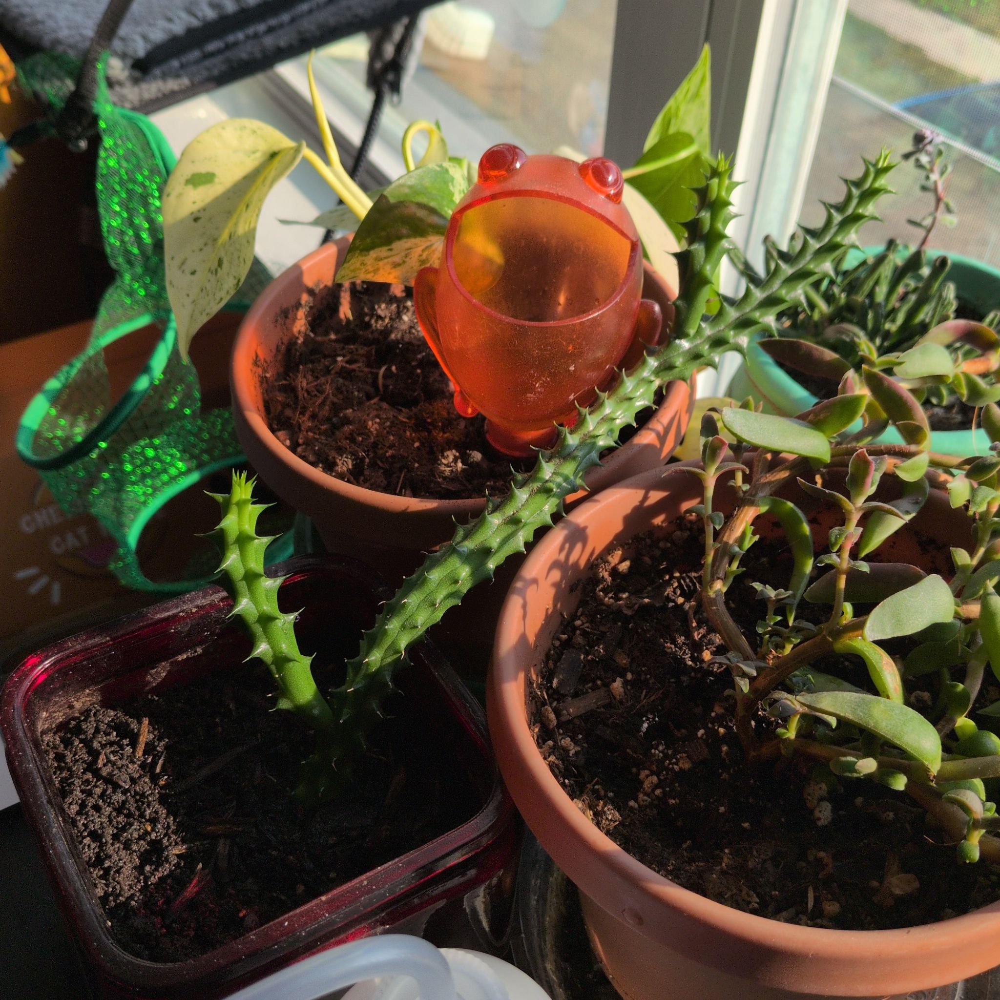 Photo of the plant species Huernia macrocarpa by @CrochetCrock named Dragon's tale on Greg, the plant care app