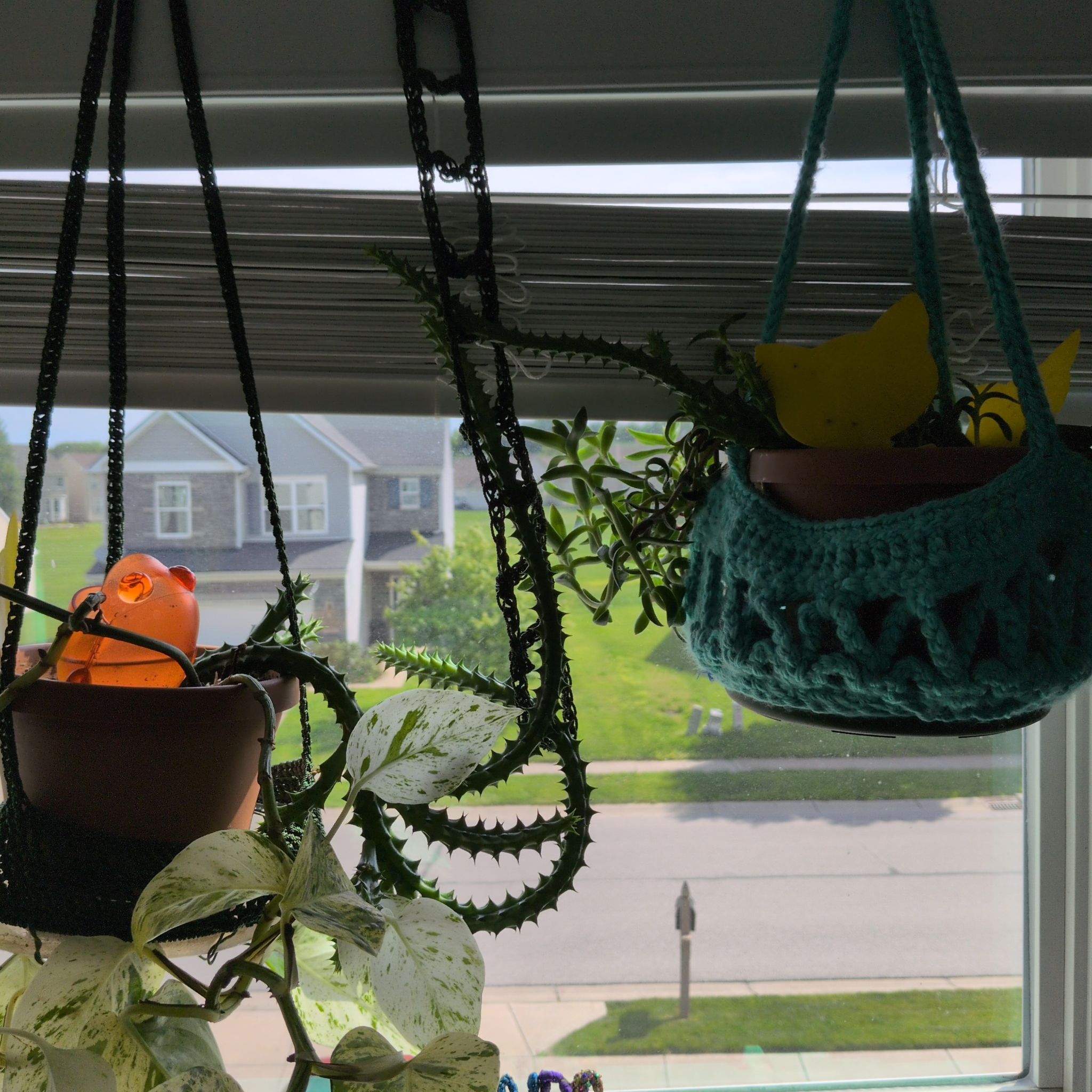 Photo of the plant species Huernia macrocarpa by @CrochetCrock named Dragon's tale on Greg, the plant care app
