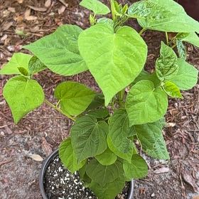Photo of the plant species LunaTM White Hardy Hibiscus by @WinIronweed7 named Merle’s hibiscus on Greg, the plant care app