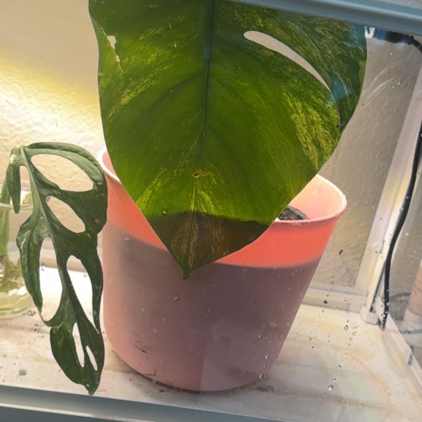 Photo of the plant species Monstera 'Aurea Marmorata' by @PluckyBetel99 named Forrest on Greg, the plant care app