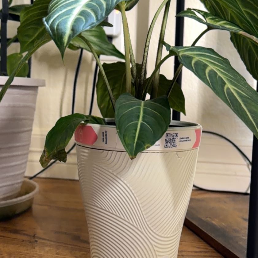 Photo of the plant species Xanthosoma by @PluckyBetel99 named Gregarious on Greg, the plant care app