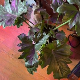 Photo of the plant species tree philodendron by @DeftDragontail named Bigleef Smalls on Greg, the plant care app
