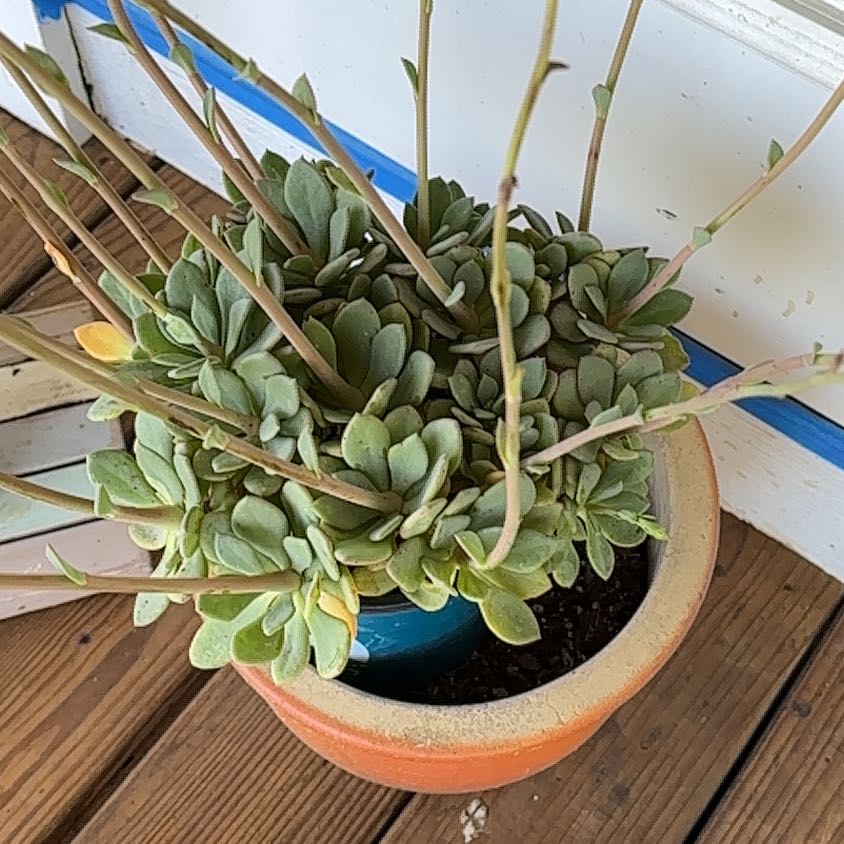 Photo of the plant species Rock Purslane Calandrinia spectabilis by @AceAster72 named Girlfrond on Greg, the plant care app