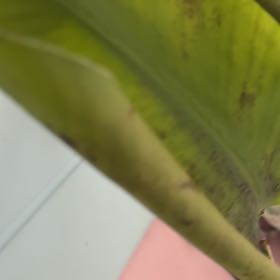 Photo of the plant species Bungalow Palm by @NiceIronweed99 named Kobe on Greg, the plant care app