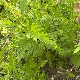 Photo of the plant species Monkshood by @GuruAnahaw89 named Leaf Erickson on Greg, the plant care app