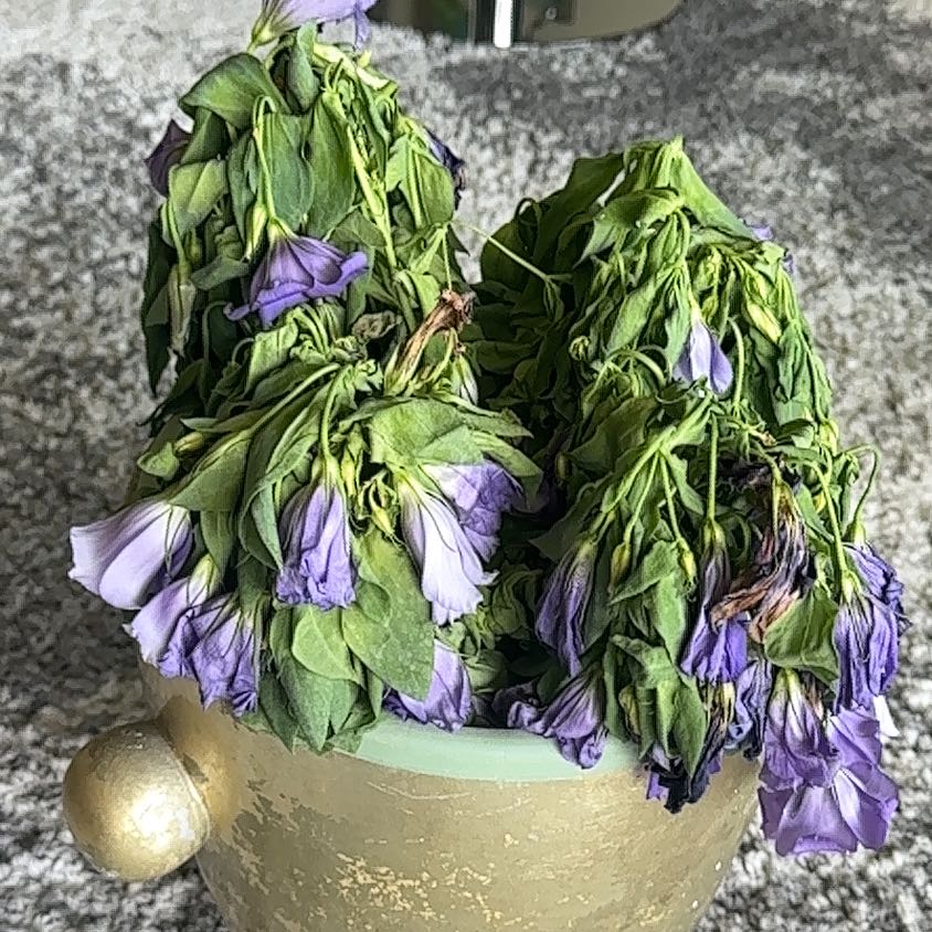 Photo of the plant species Lisianthus by @NicePossumhaw25 named Terra on Greg, the plant care app
