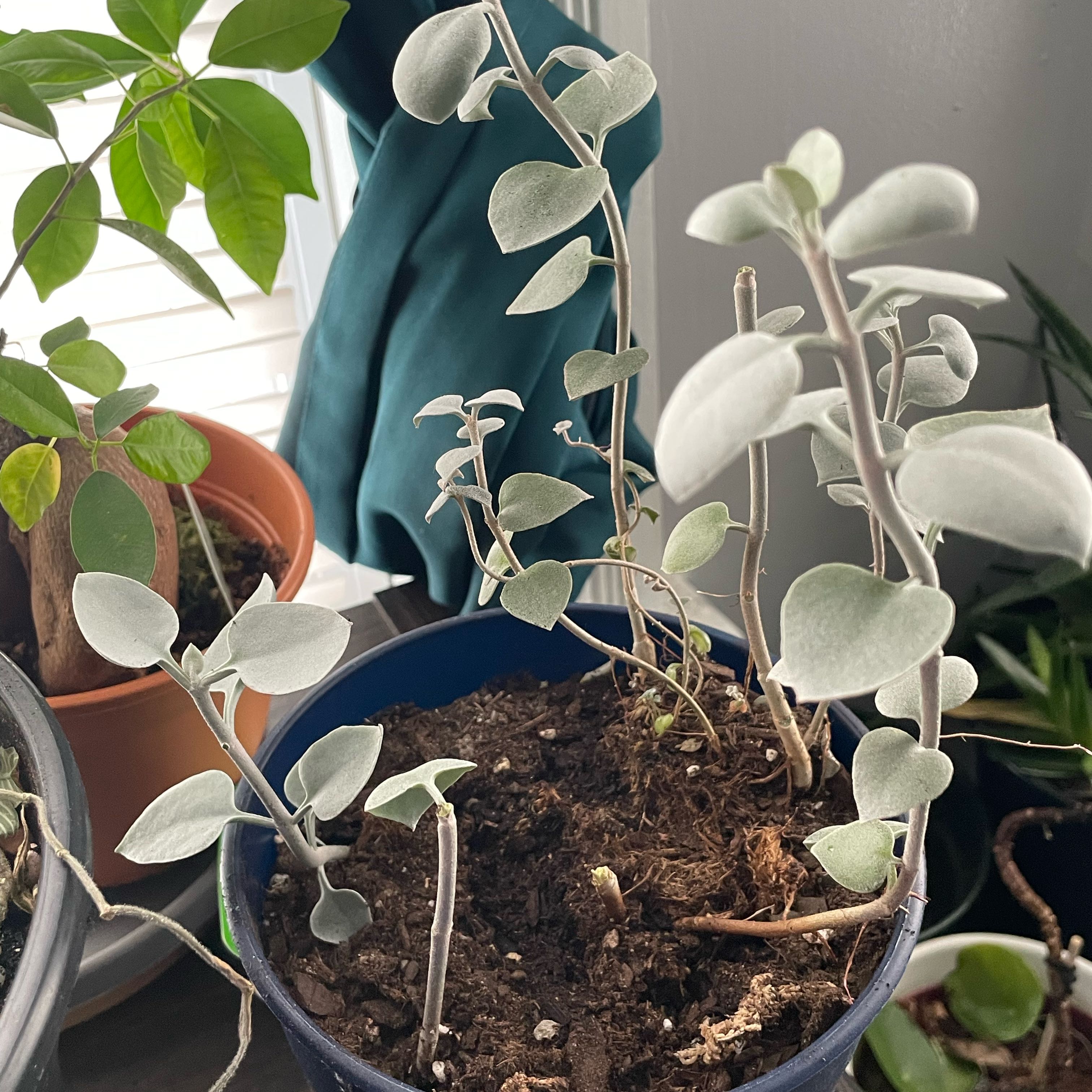 Photo of the plant species Silver Spoon by @PoetRimu11 named Chocho on Greg, the plant care app