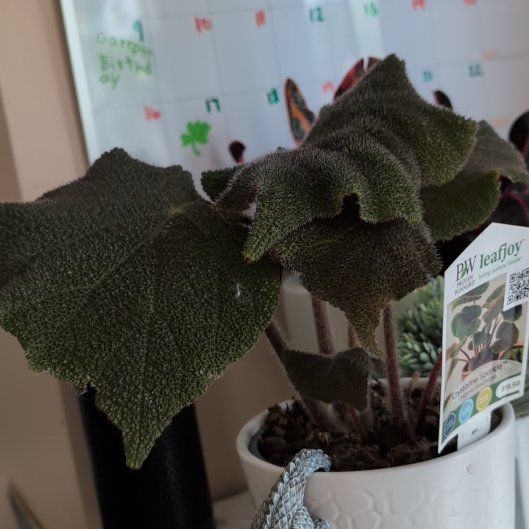 Photo of the plant species Begonia mashanica by @AceMint48 named Foxxy on Greg, the plant care app