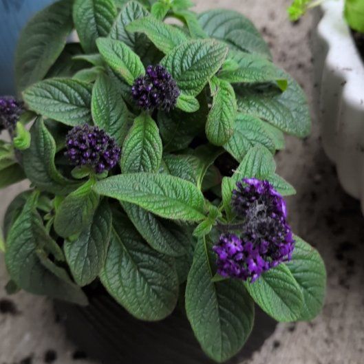 Plant care for Heliotropium arborescens on Greg, the plant care app