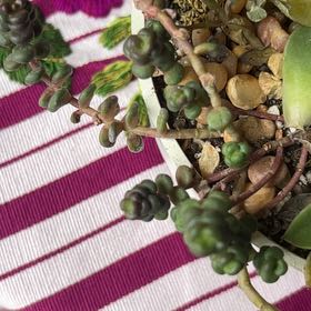 Photo of the plant species Old Man's Bones by @LeadBiancini57 named Sherlock on Greg, the plant care app