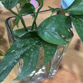Photo of the plant species Baltic Blue Pothos by @PoliteAraguaney named Zion on Greg, the plant care app