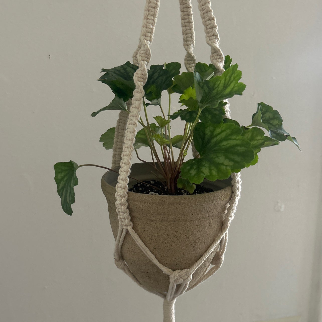 Plant care for Foamflower 'Milk Chocolate' on Greg, the plant care app