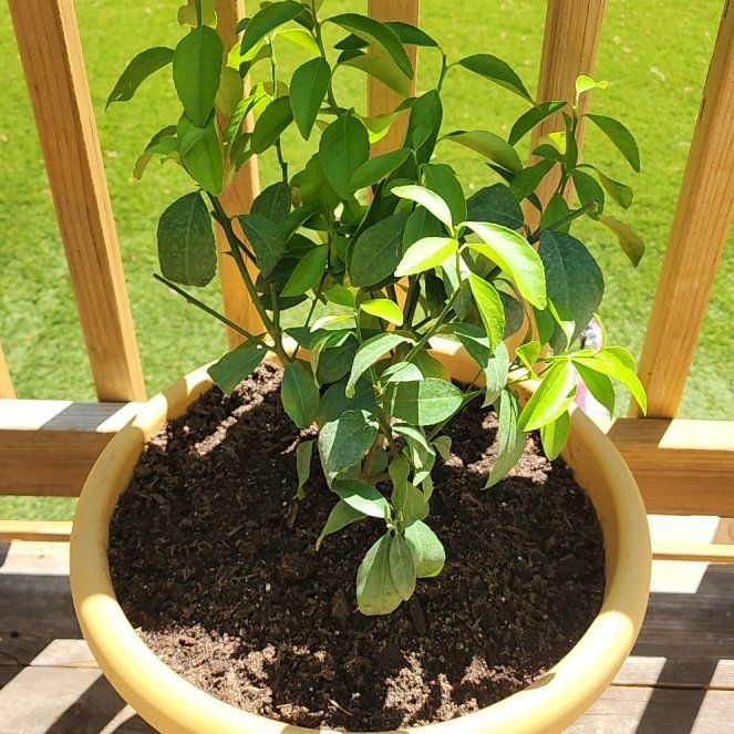 Photo of the plant species Improved Meyer Lemon by @LexsGarden named Cool Hand Luke on Greg, the plant care app