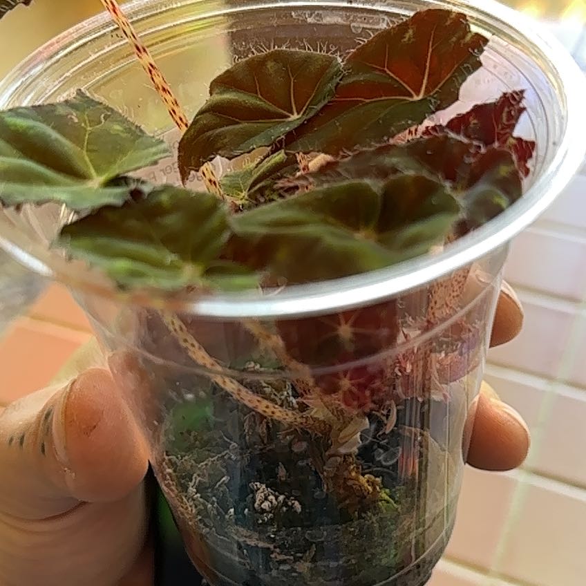 Photo of the plant species Begonia Tiger Paws by @DeanChichipe11 named Moe on Greg, the plant care app