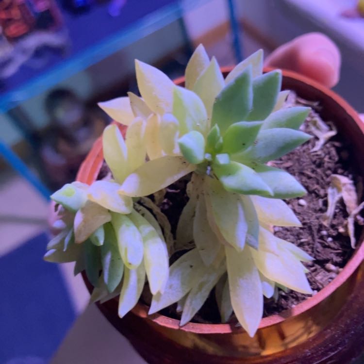 Photo of the plant species Sedeveria 'Fanfare' by @PrimoComet55 named Mochi on Greg, the plant care app