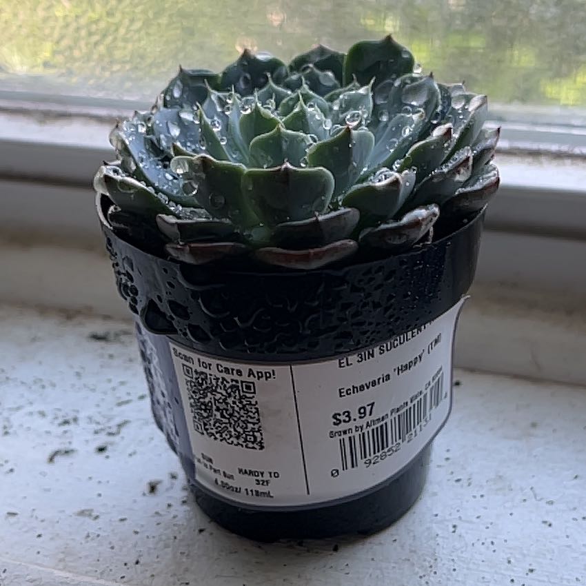 Photo of the plant species Echeveria 'Happy™' by @ReallyCarrottop named Eva on Greg, the plant care app