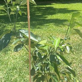 Photo of the plant species Dwarf Blood Orange Moro by @AnewCutgrass named Blood Orange in on Greg, the plant care app