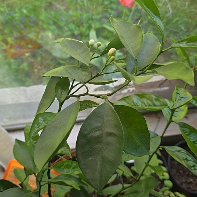 Photo of the plant species Blood Orange Tree by @UberEuphorbia25 named Duke on Greg, the plant care app