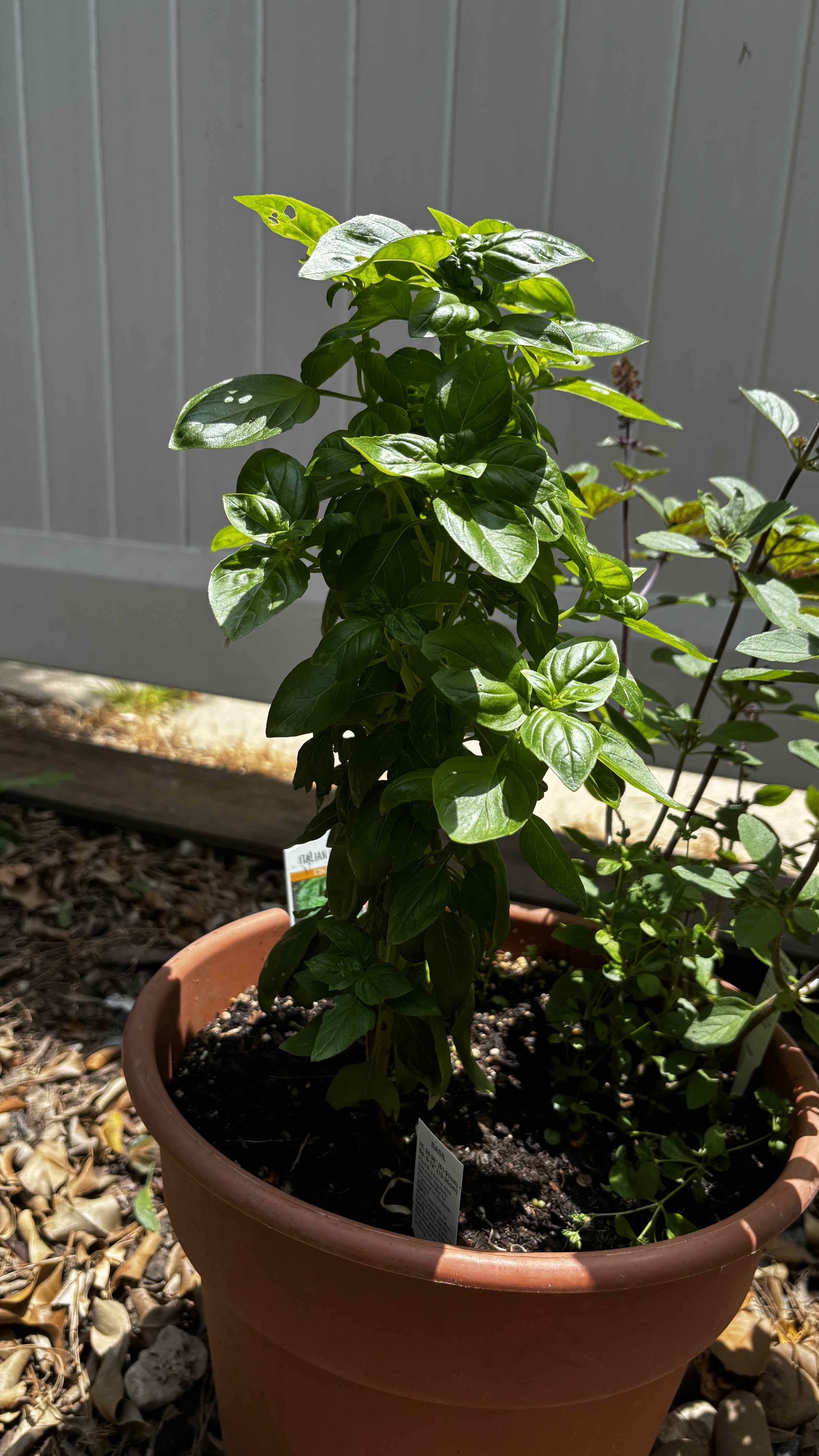 Photo of the plant species Large Leaf Italian Basil by @TheRossLady named Eataly on Greg, the plant care app