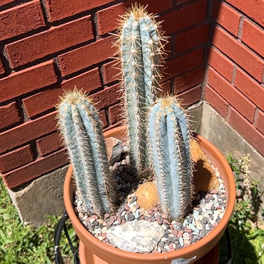 Photo of the plant species Blue Torch Cactus by @StarryNeem66 named Kendall on Greg, the plant care app