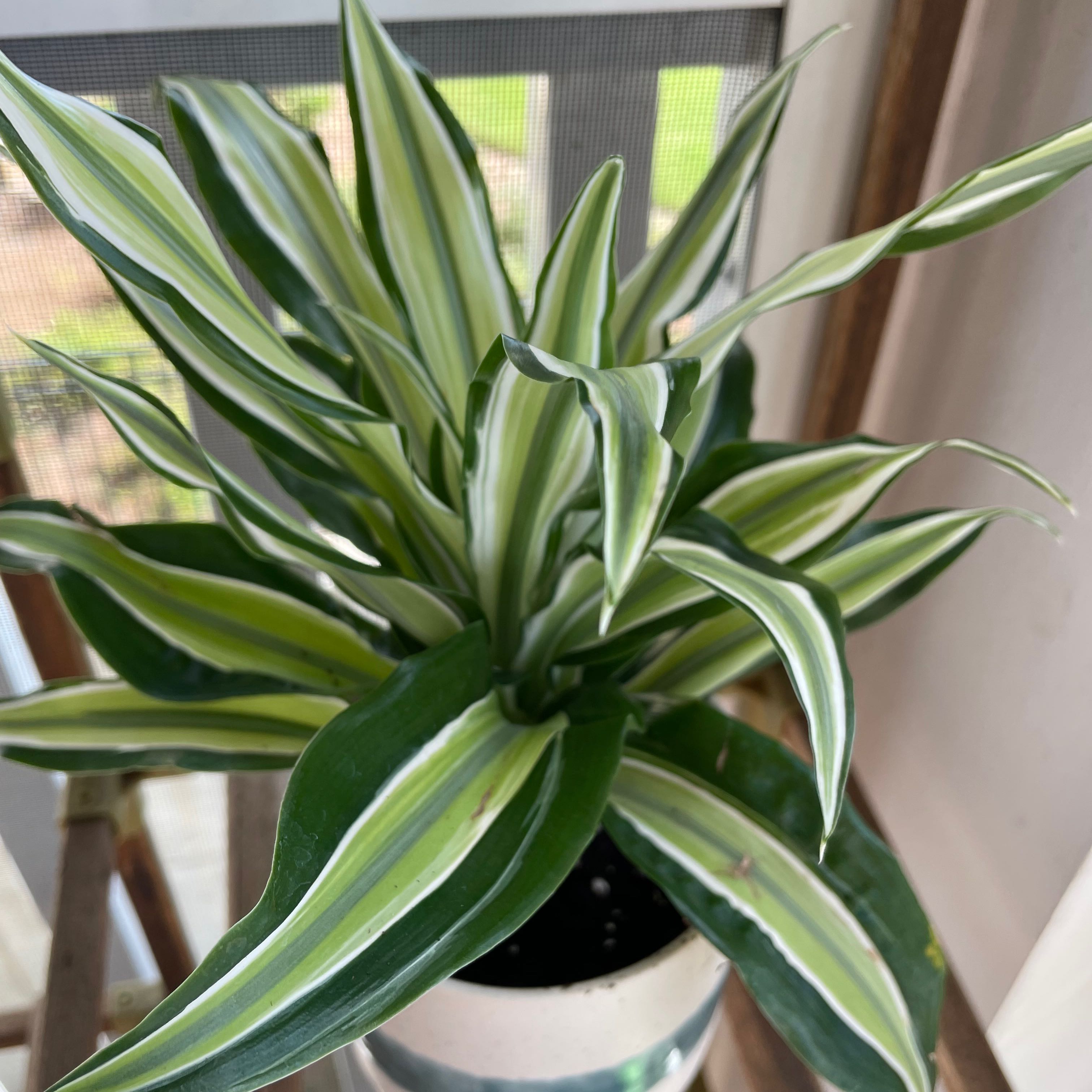 Photo of the plant species Malaika Dragon Tree by Anna named Daenerys on Greg, the plant care app