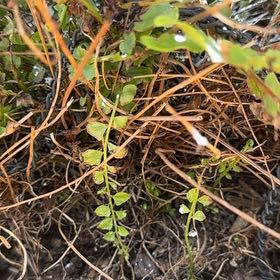 Photo of the plant species Red Huckleberry by @FunAjwain72 named Orwell on Greg, the plant care app