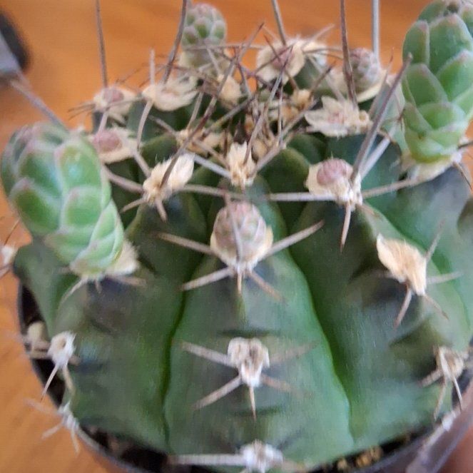 Photo of the plant species Gymnocalycium anisitsii by @SugarPeacelilly named Taylor Swift on Greg, the plant care app