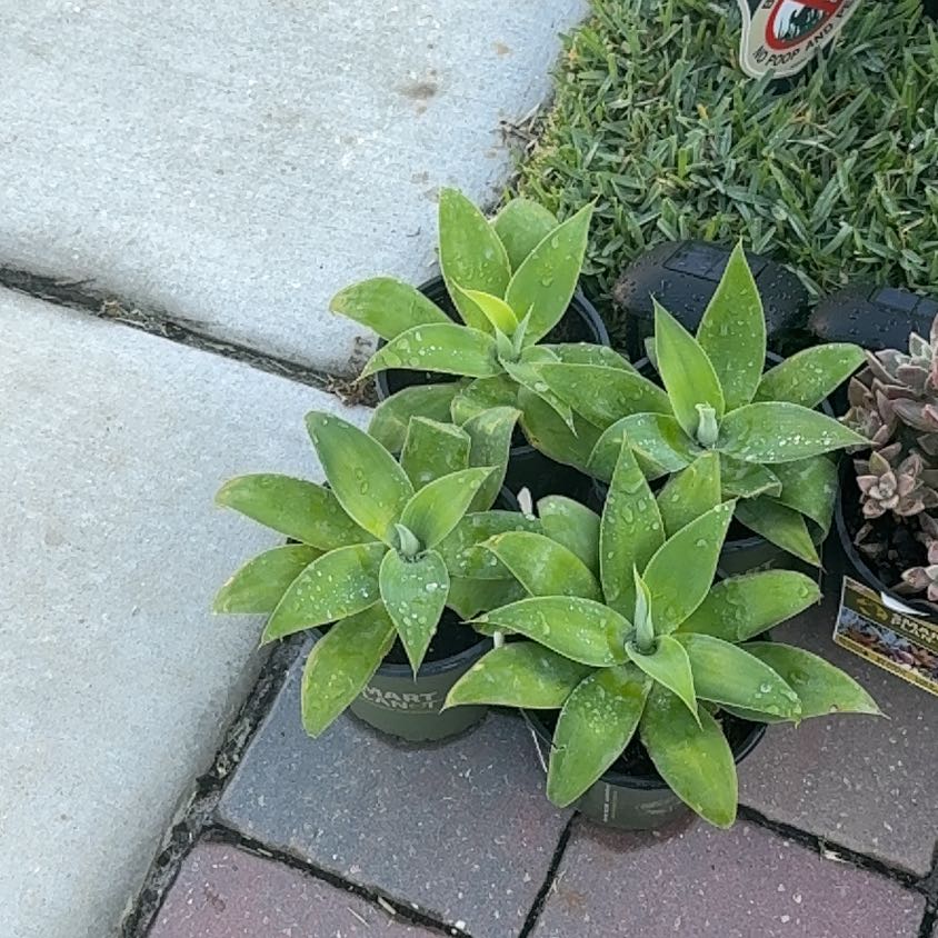 Photo of the plant species Lanceleaf Liveforever by @VipGreen53 named Kesha on Greg, the plant care app