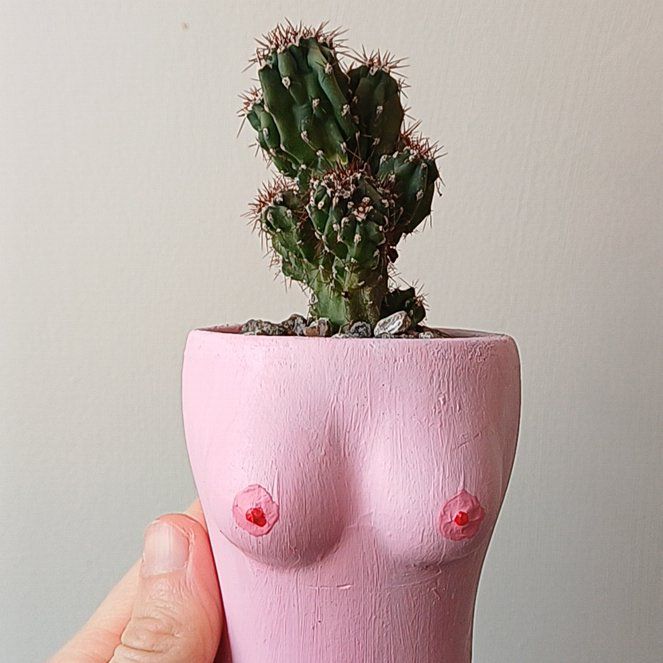 Photo of the plant species Cereus peruvianus f. monstrose by @SparklyHoyalisa named Cynthia on Greg, the plant care app