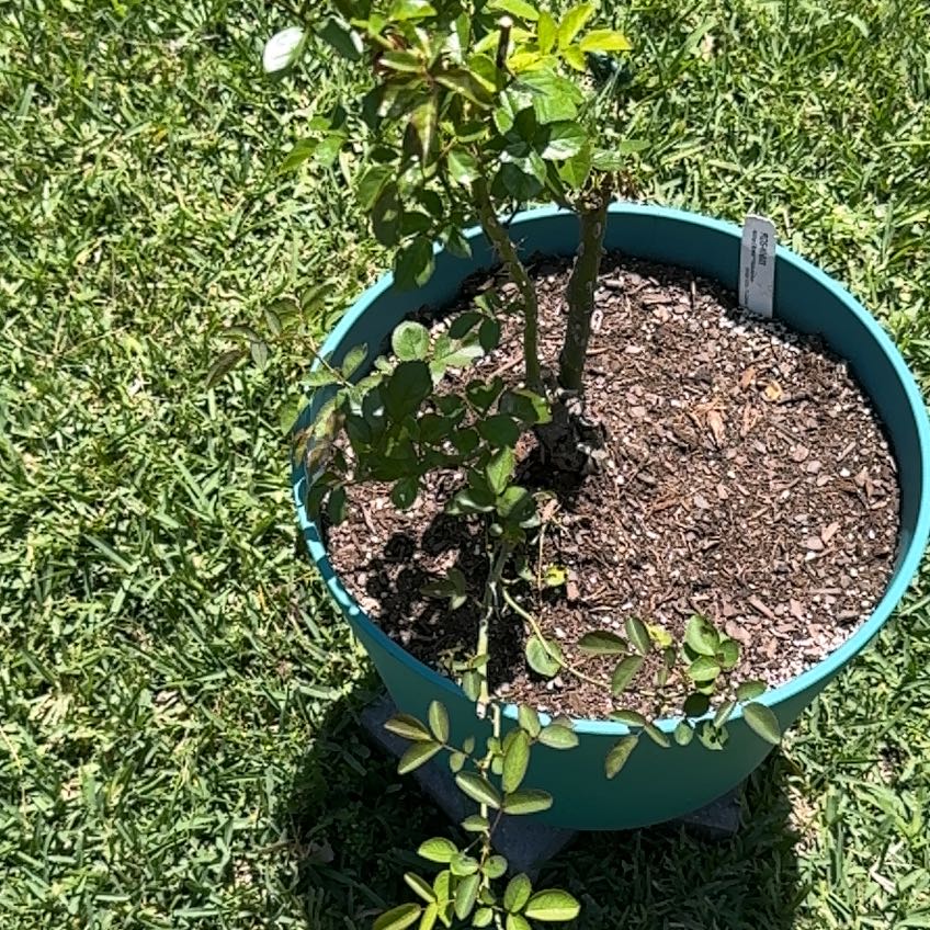 Photo of the plant species Ketchup and mustard rose by @StevieS named Rosey on Greg, the plant care app