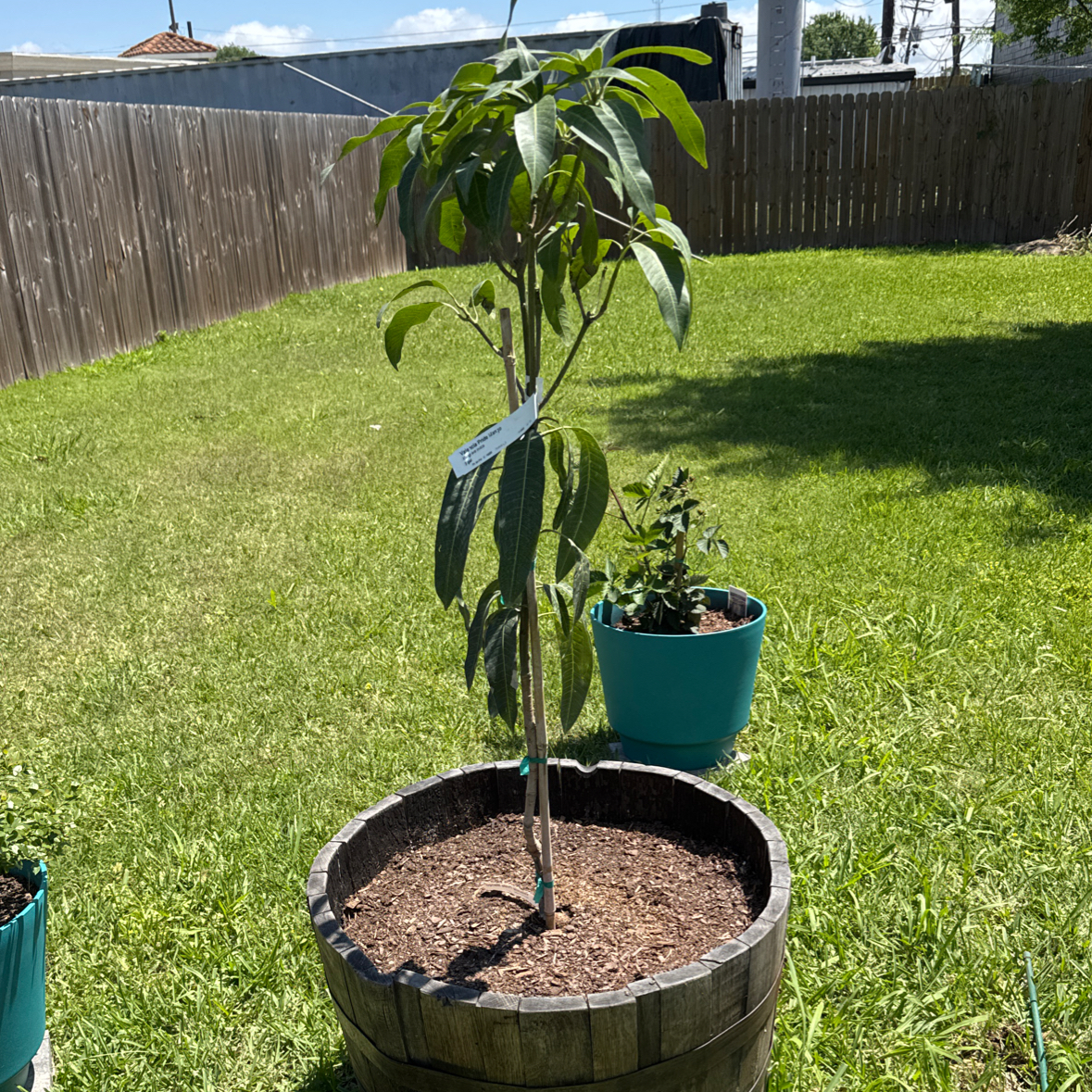 Photo of the plant species Valencia Pride Mango by @StevieS named Mangy on Greg, the plant care app