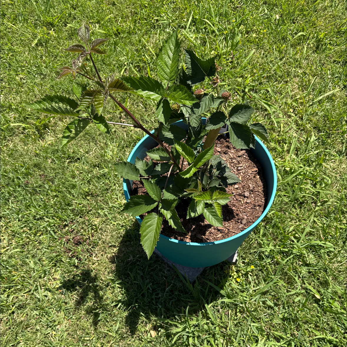 Photo of the plant species Osage Blackberry by @StevieS named Blacky on Greg, the plant care app