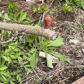 Photo of the plant species Dragon Root by @DesiredPeanut44 named Aria on Greg, the plant care app