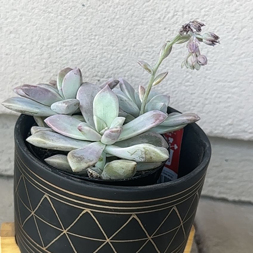 Photo of the plant species Graptopetalum 'Marquise de Sevigne' by @FabParsley6 named Marquise de Sevigne on Greg, the plant care app