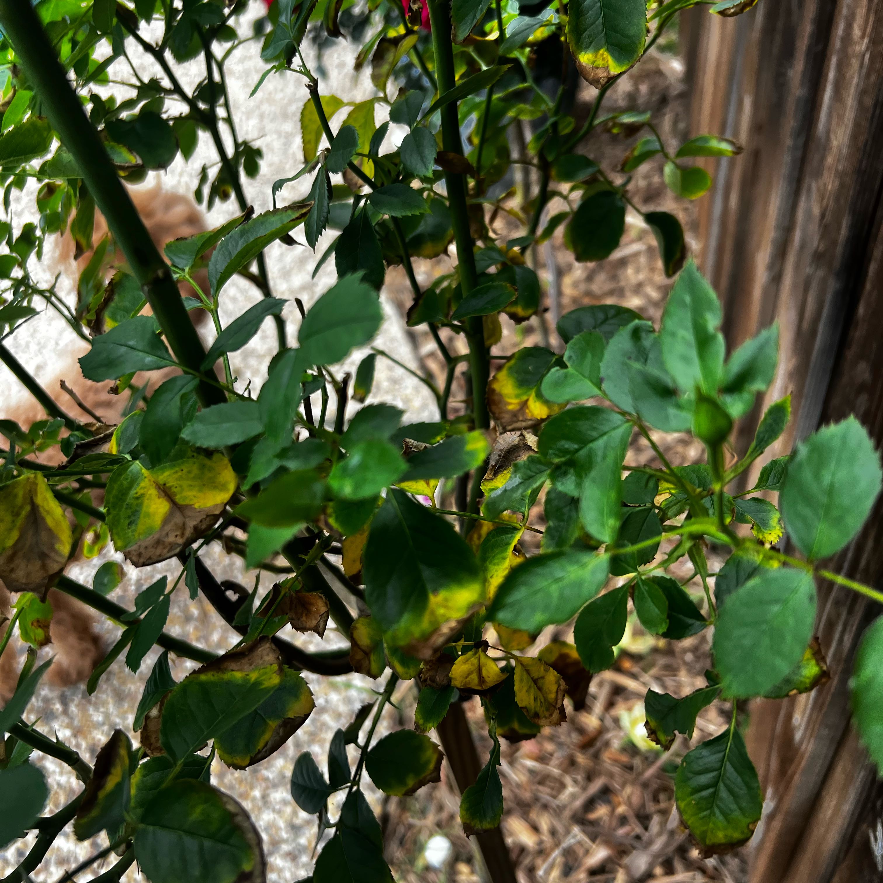 Photo of the plant species Hardy Orange by @CuteCoralfern71 named Kesha on Greg, the plant care app
