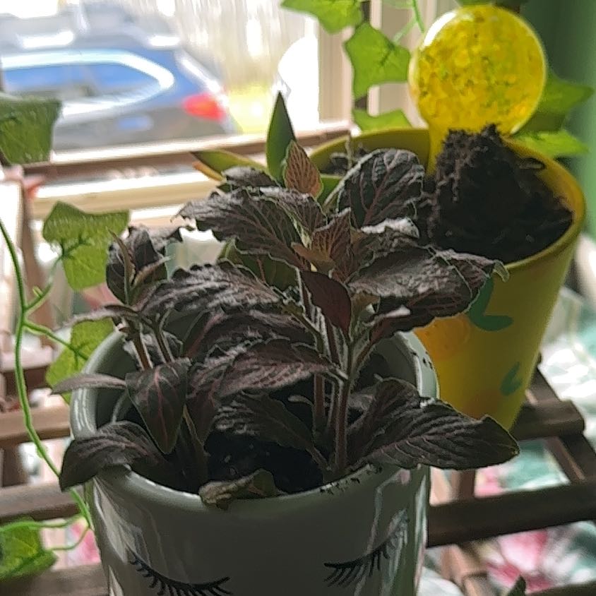 Photo of the plant species 'Ruby Red' Nerve Plant by @LaidbackRosea64 named Ruby on Greg, the plant care app